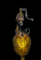  Seahorse his baby  